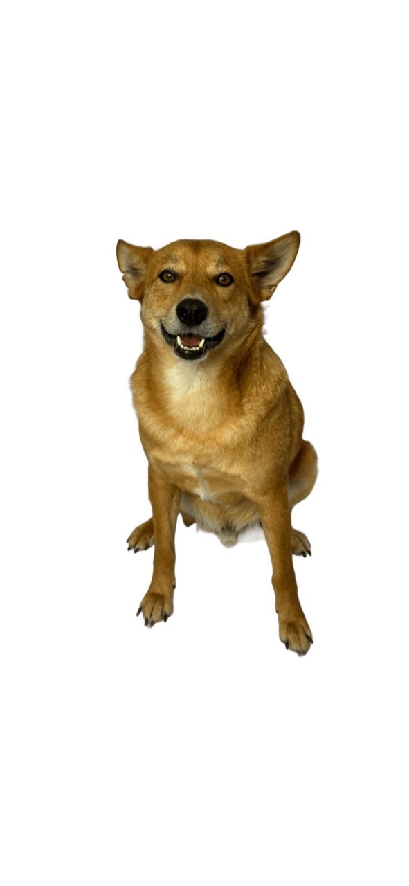 Mascote Caramelo